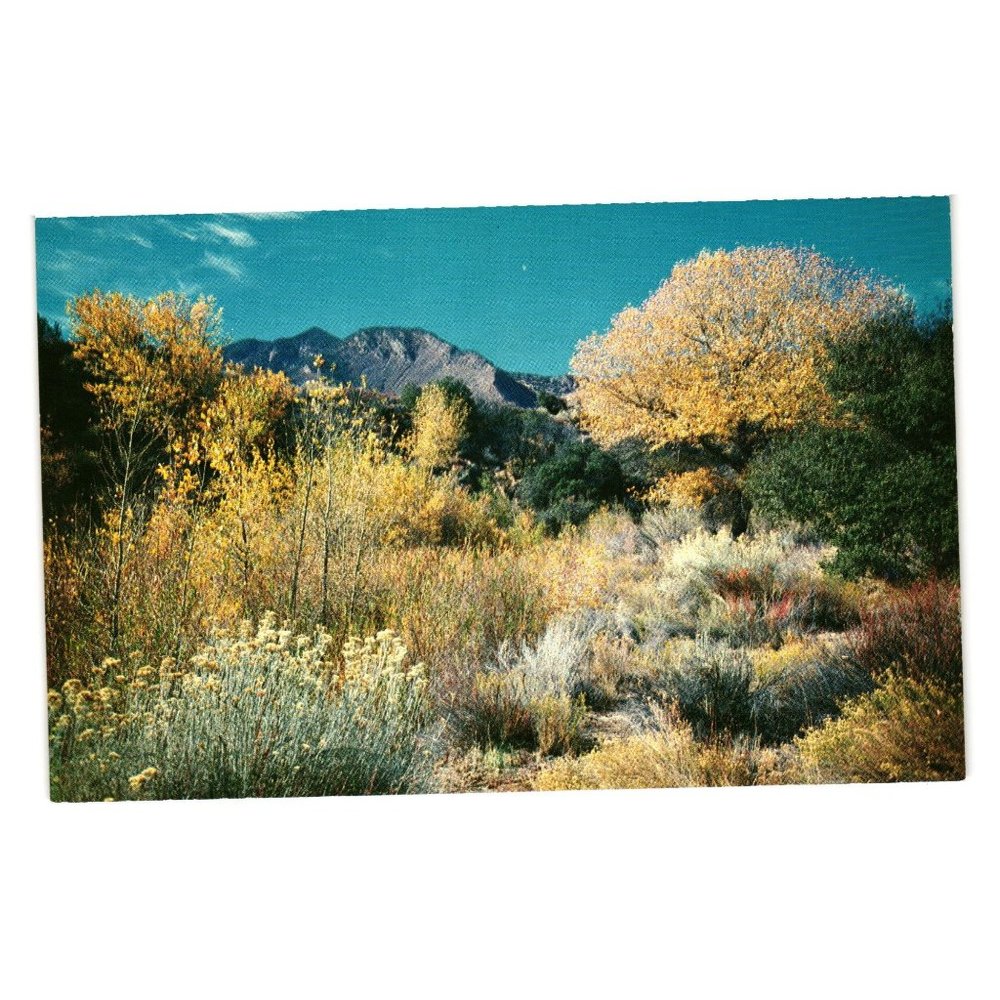 Vintage Postcard Western Desert Plants Shrubs Landscaping Drought Mountains